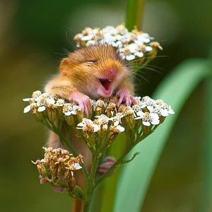 Meet your Posher, Pat